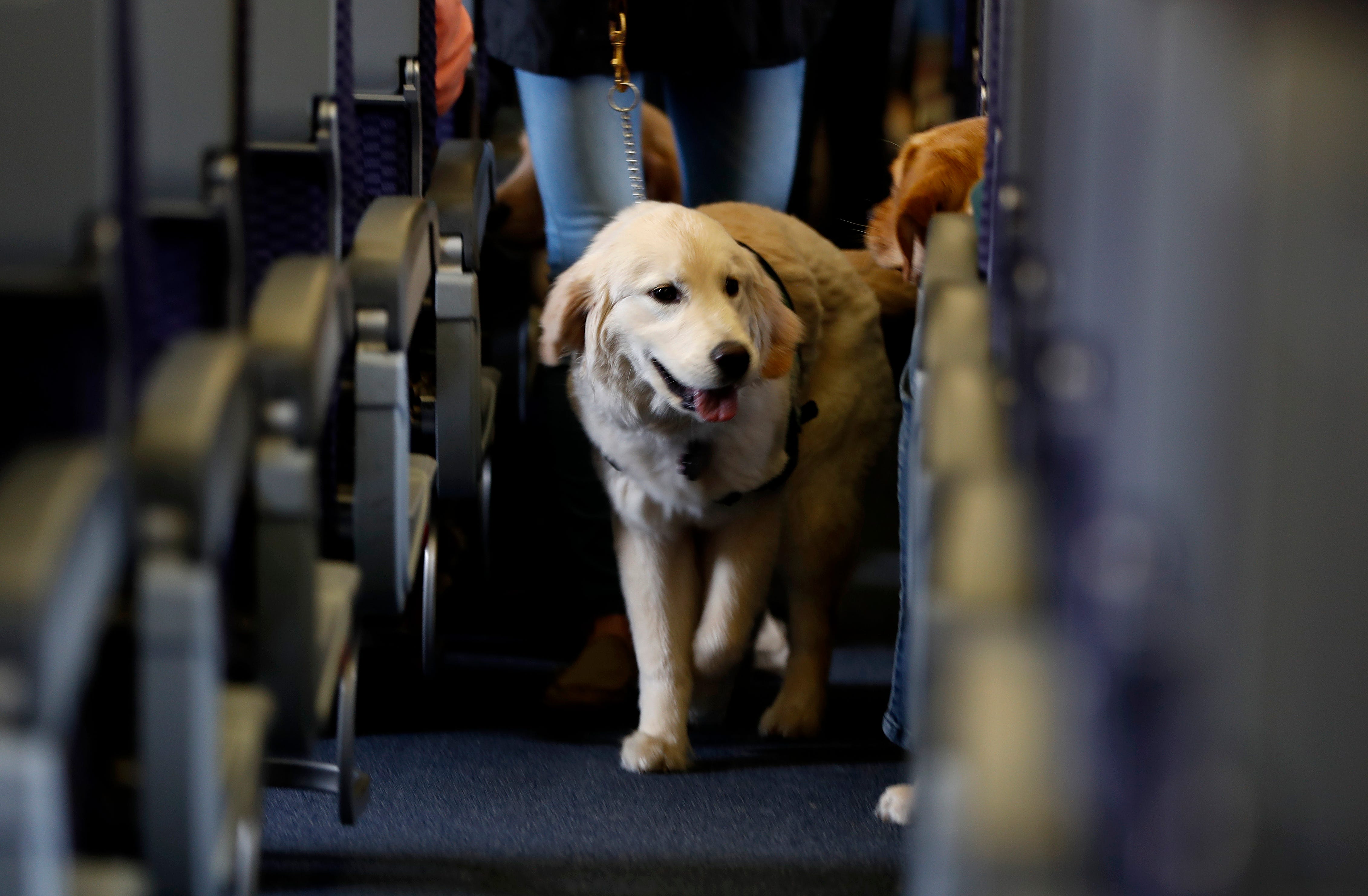 flying with dog american airlines